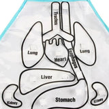 Anatomy Apron- An Educational Toy for Children